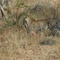 Leopard Meal Moving, Timbavati Nat.Res., ZA