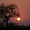 Sunrise, Timbavati Nat.Res., ZA
