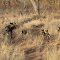 Wild Dog Family: 2 Adults And 5 Pups. First Sighting In About 5 Months (Timbavati)