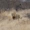 One Of The Sohebele Males On Its Own Patrolling The Area (Timbavati)
