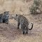 Female Leopard "Nthombi" And Her Boy Playing In The Rain (Timbavati)