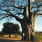 Baobab near Kruger