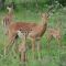 Impala - Balule Game Reserve