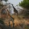 Giraffes, Hope Game Reserve
