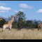 Giraffes