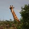 Giraph at Lesheba