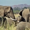 Mashatu Elephant at Limpopo