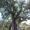 A dead Leadwood split by a Nyala Berry
