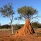 Matopis (Shepherd's tree) with a large ant-hill