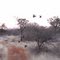 Limpopo Guinea Fowl