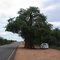 Baobab tree near Messina