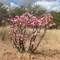 Impala Lily