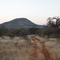 Bushveld - Bloukop