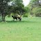 Funane Game Ranch. Blesbok