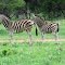Zebra with a Red Billed Ox Pecker on it's back