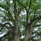 Grand Old Pecan Tree