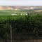 Vredendal vreugde
