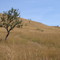 Tree in winter landscape