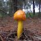 Florence Fungi 4