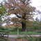 Oak Tree near Middleton Hall