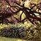 In remembrance of our garden in South Africa (1989)