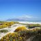 Atlantic Beach Drive: Table Mountain (6) with dunes & dune daisies (Didelta carnosa)
