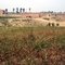 大同黄芪农场 shanxi,datong
