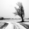 Tree on a backroad