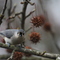 A bird in the tree