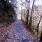 The trail to Laurel Falls