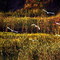 秋天印象 Autumn impression