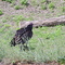 Buzzard
