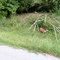 Young Deer Grazing - Loudon TN