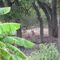Deer in Hays County