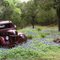 Truck in Bluebonnets
