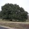 The large live oak tree