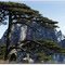 黄山迎客松 （The Pine Greeting Guests）
