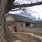 Stone eating tree Buyi village