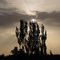 Poplar Trees' Shade on Sunset, 夕陽下的楊樹