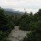 Dwarfed Spruce on Long Trail