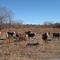 Cows