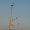 10 Comorant Tree