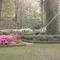 Azaleas in bloom