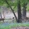 White Tail deer in Adkins Tx