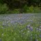 Bluebonnets Behind the Dam
