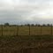 Grazing Cows, Cleburne, Texas