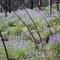 Lupine