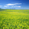 Rocky Mountain Front - Leafy Spurge
