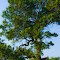 Tree by the Ice Age Trail Entrance