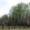 Wild Eastern Redbud (Cercis canadensis)